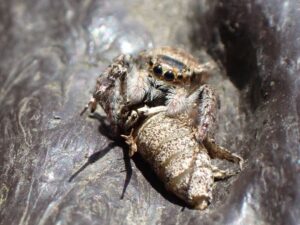 手すりの上で食事中　ネコハエトリ